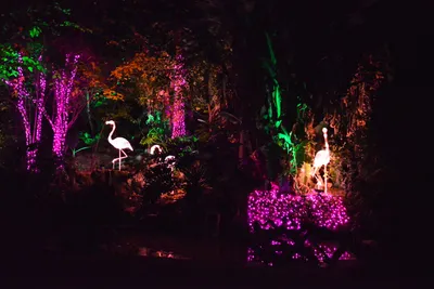 DSC_6990 (Large).JPG